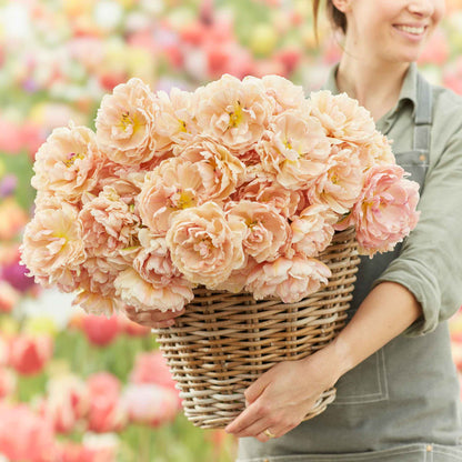 Tulip Bulbs - Pink Mist