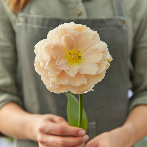 Tulip Bulbs - Pink Mist