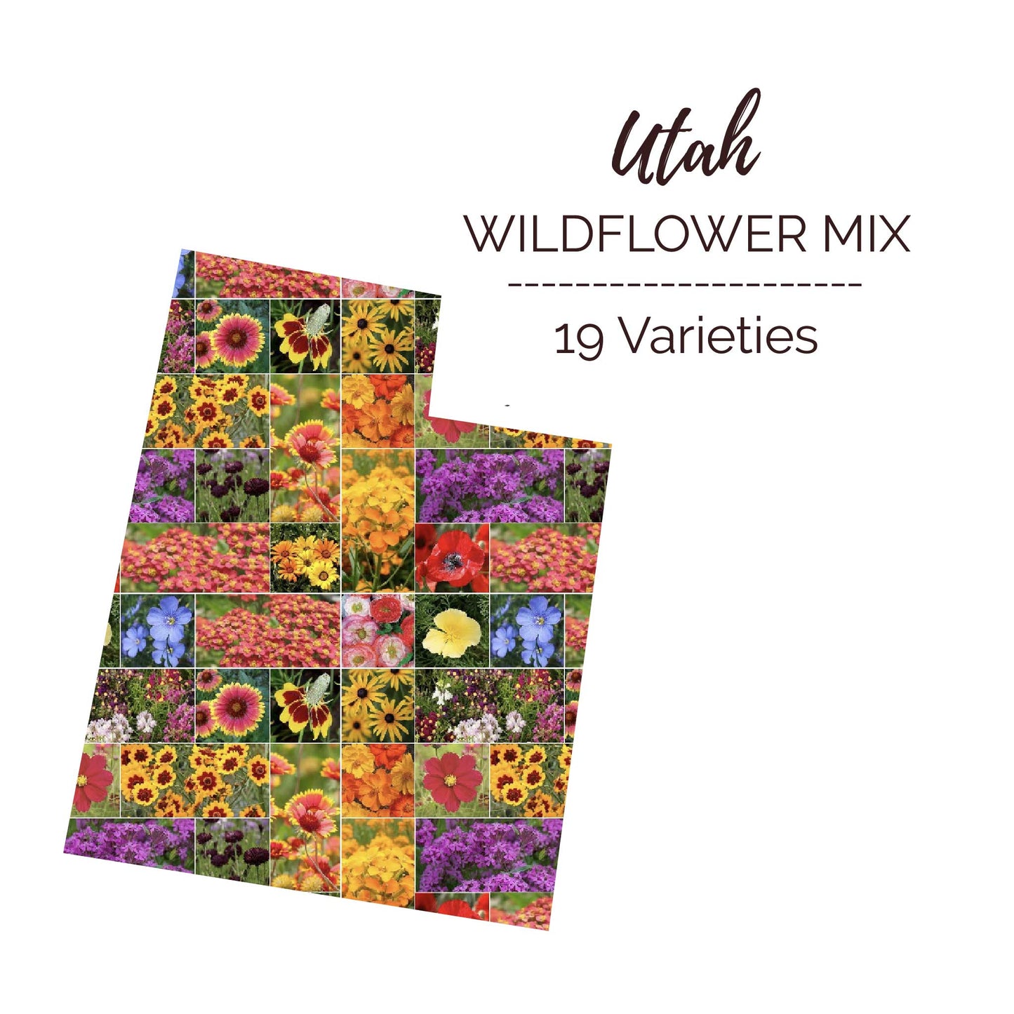Utah Wildflower Seed Mix