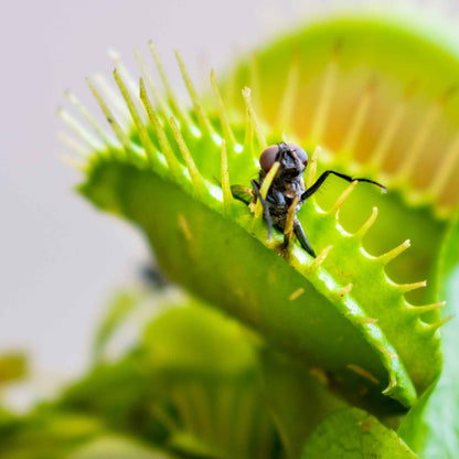 Venus Flytrap Seeds