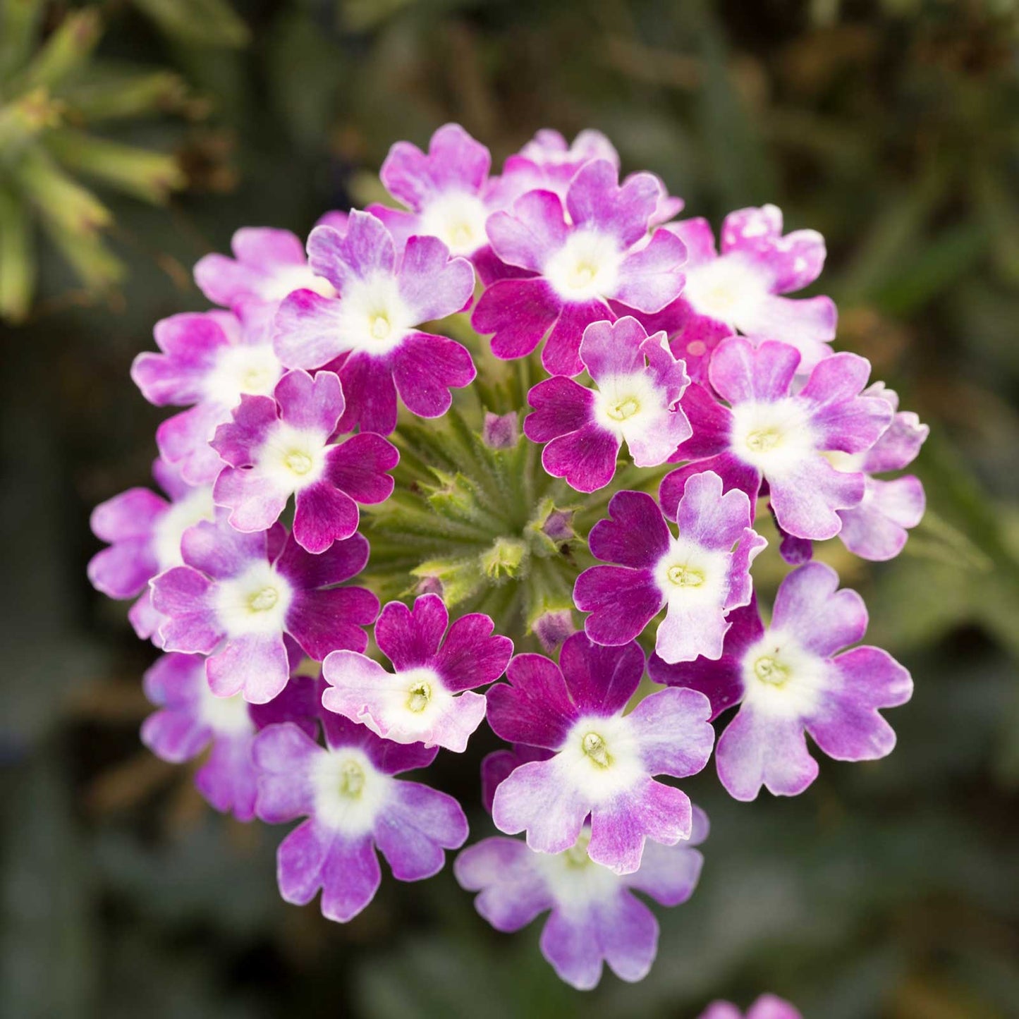 Verbena Seeds - Obsession Cascade Violet Twister
