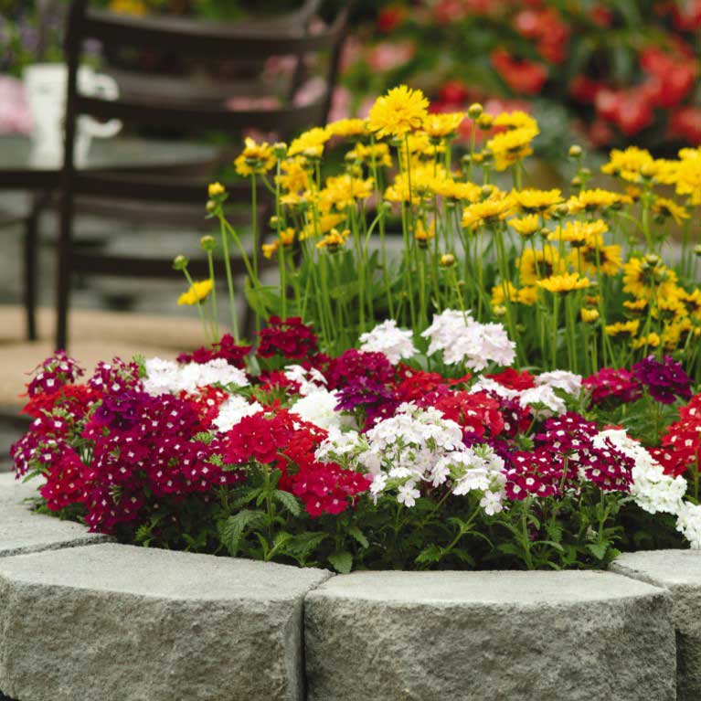 Verbena Seeds - Quartz XP Mix