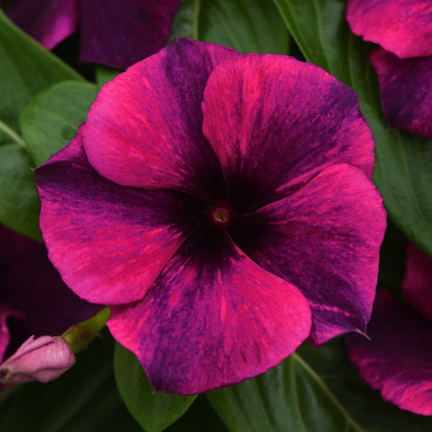 Vinca Seeds - Tattoo Black Cherry