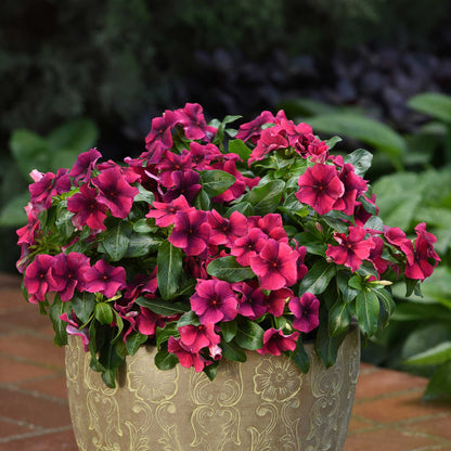 Vinca Seeds - Tattoo Black Cherry