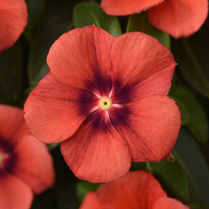 Vinca Seeds - Tattoo Tangerine