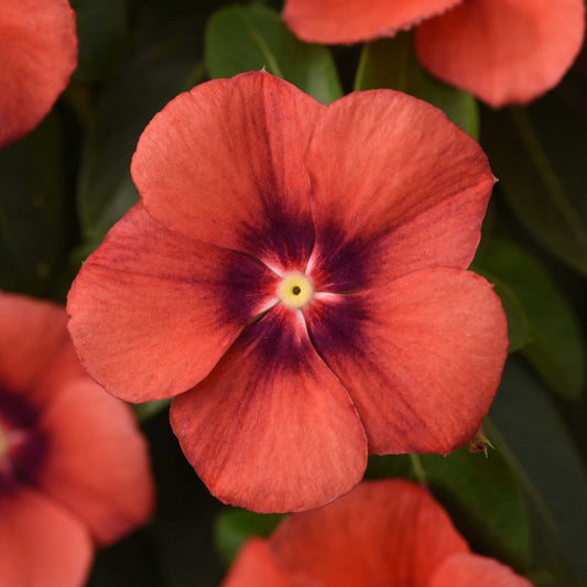 Vinca Seeds - Tattoo Tangerine