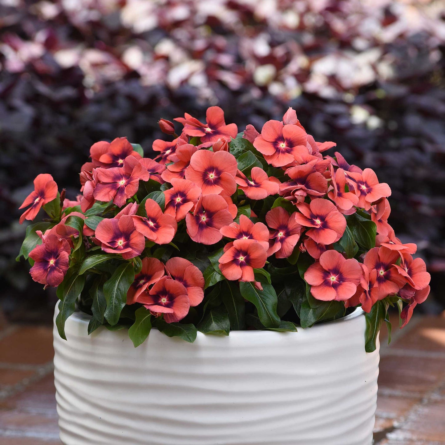 Vinca Seeds - Tattoo Tangerine