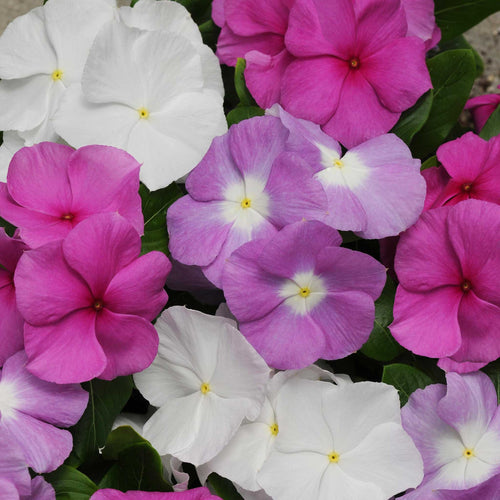 Vinca Seeds - Titan Summer Breeze Mix