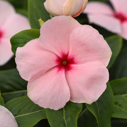 Vinca Seeds - Valiant Apricot