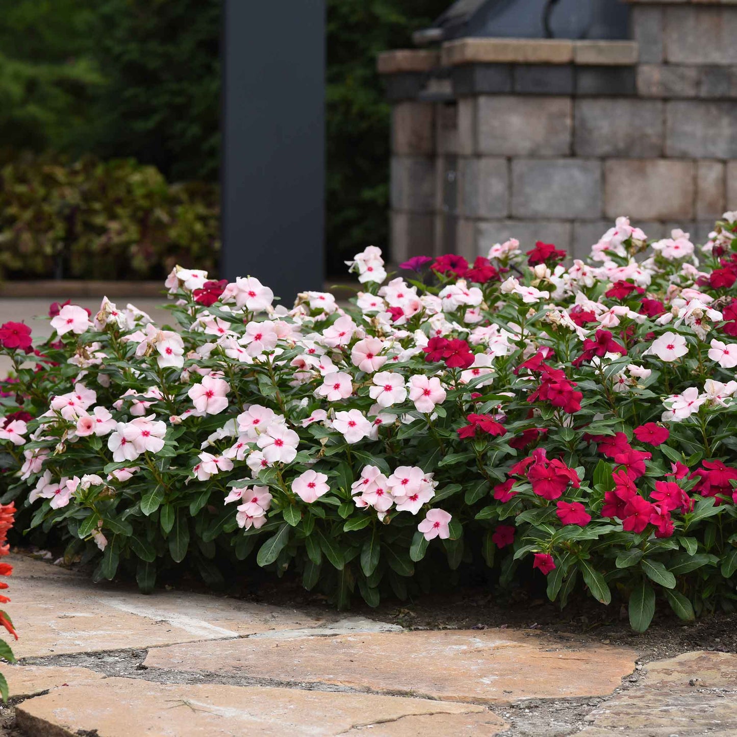 Vinca Seeds - Valiant Apricot