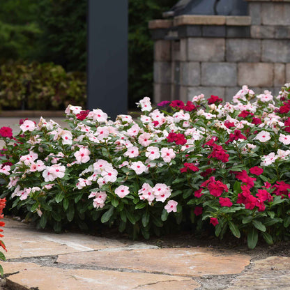 Vinca Seeds - Valiant Apricot