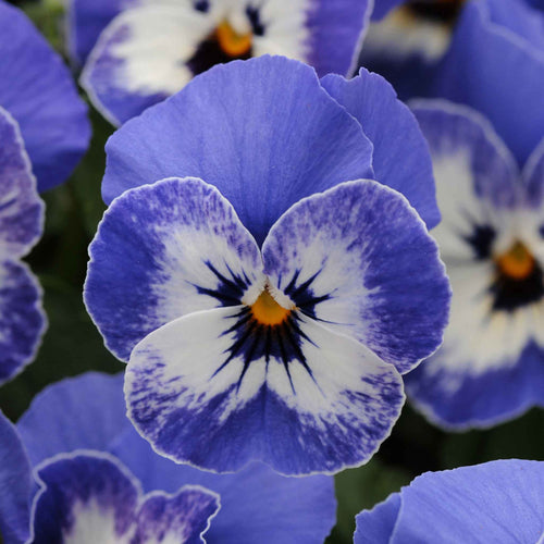 Viola Seeds - Sorbet XP Delft Blue