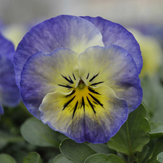 Viola Seeds - Sorbet XP Neptune