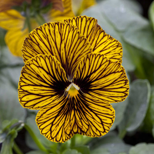 Viola Seeds - Tiger Eye Yellow