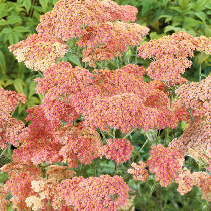 Yarrow Roots - Salmon Beauty