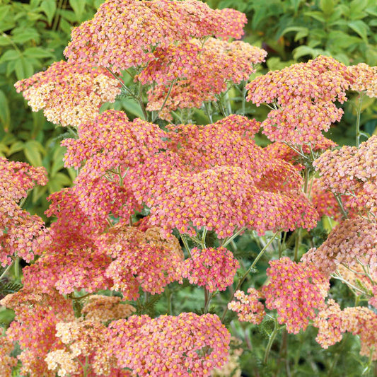 Yarrow Roots - Salmon Beauty