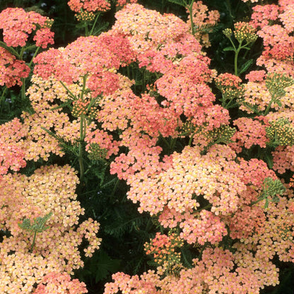 Yarrow Roots - Salmon Beauty