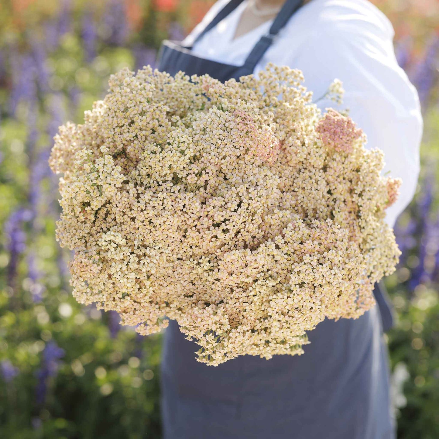 Yarrow Roots - Salmon Beauty