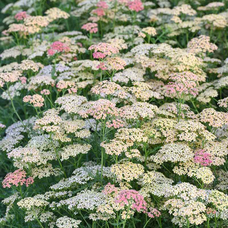 Yarrow Roots - Salmon Beauty