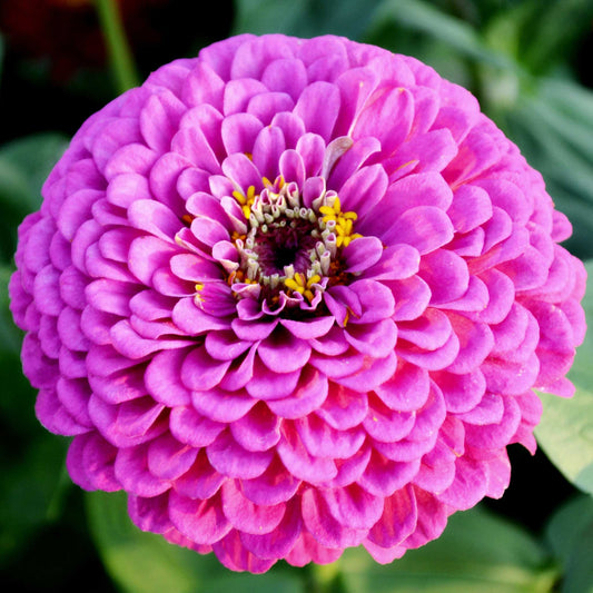 Zinnia Seeds - Benary Giant Lilac