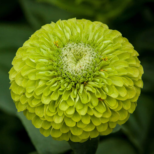 Zinnia Seeds - Benary Giant Lime