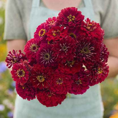 Zinnia Seeds - Benary Giant Scarlet