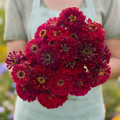 Zinnia Seeds - Benary Giant Scarlet