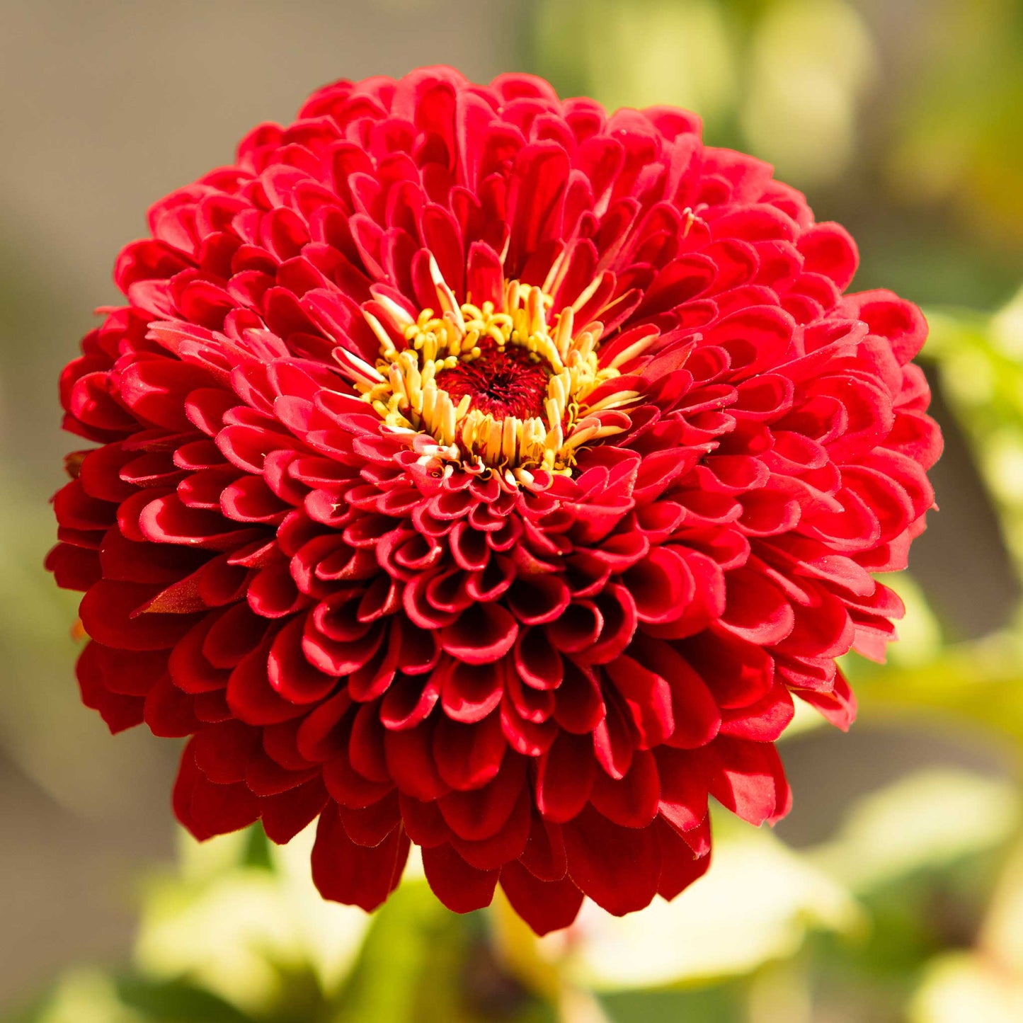 Zinnia Seeds - Benary Giant Scarlet