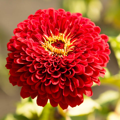 Zinnia Seeds - Benary Giant Scarlet