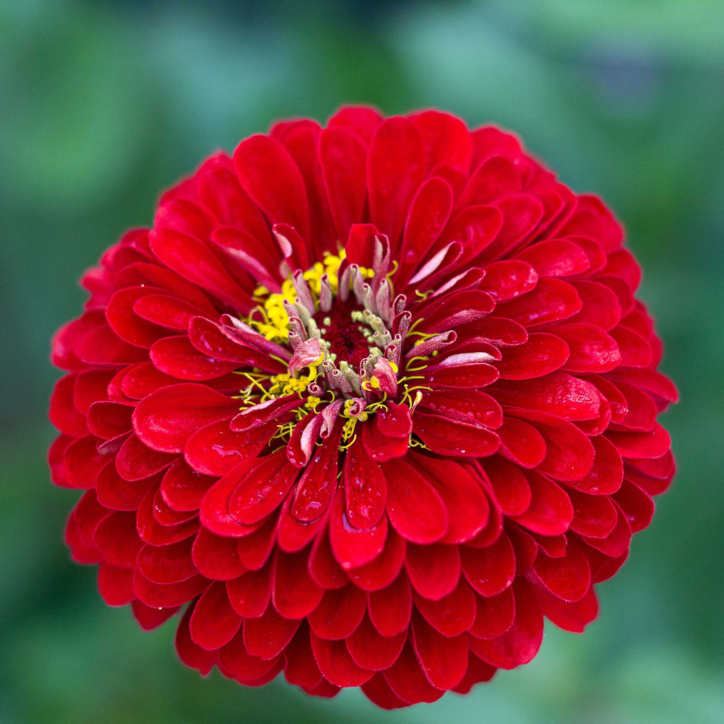 Zinnia Seeds - Benary Giant Scarlet