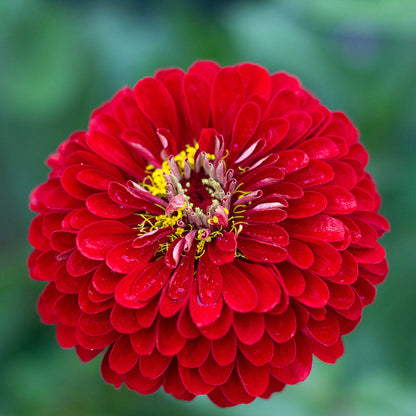 Zinnia Seeds - Benary Giant Scarlet