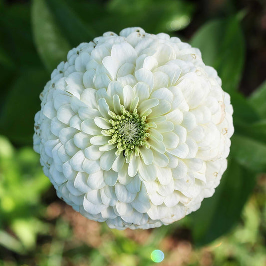 Zinnia Seeds - Benary Giant White