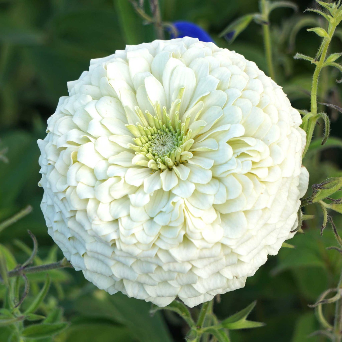 Zinnia Seeds - Benary Giant White