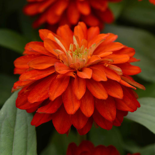Zinnia Seeds - Double Zahara Fire