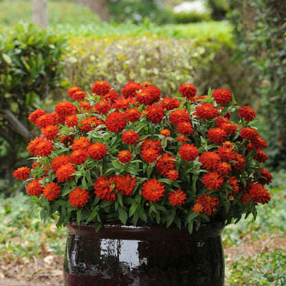 Zinnia Seeds - Double Zahara Fire