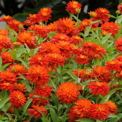Zinnia Seeds - Double Zahara Fire