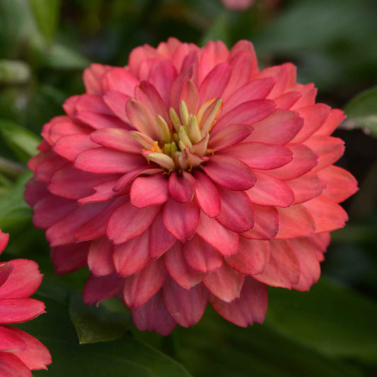 Zinnia Seeds - Double Zahara Salmon