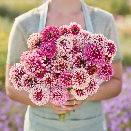 Zinnia Seeds - Mazurkia