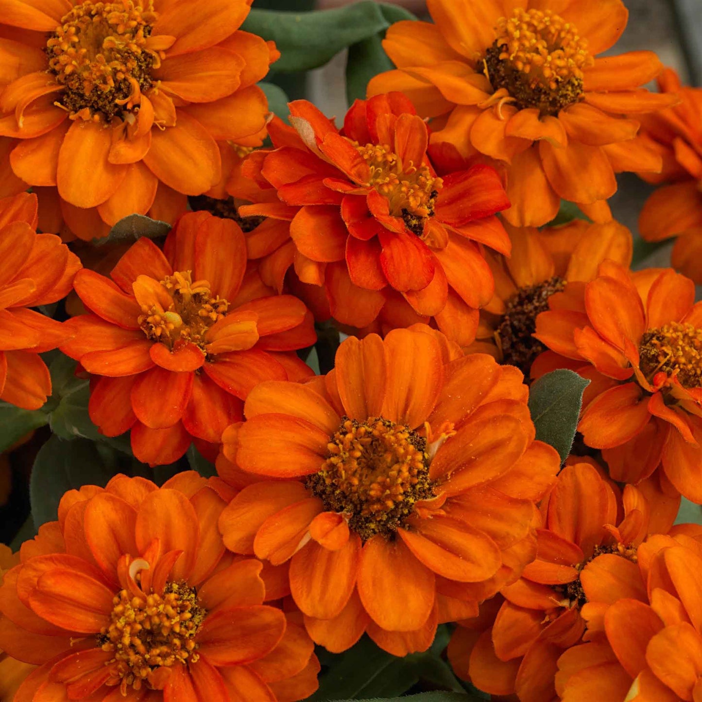 Zinnia Seeds - Profusion Double Fire