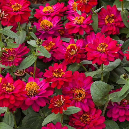 Zinnia Seeds - Profusion Double Hot Cherry