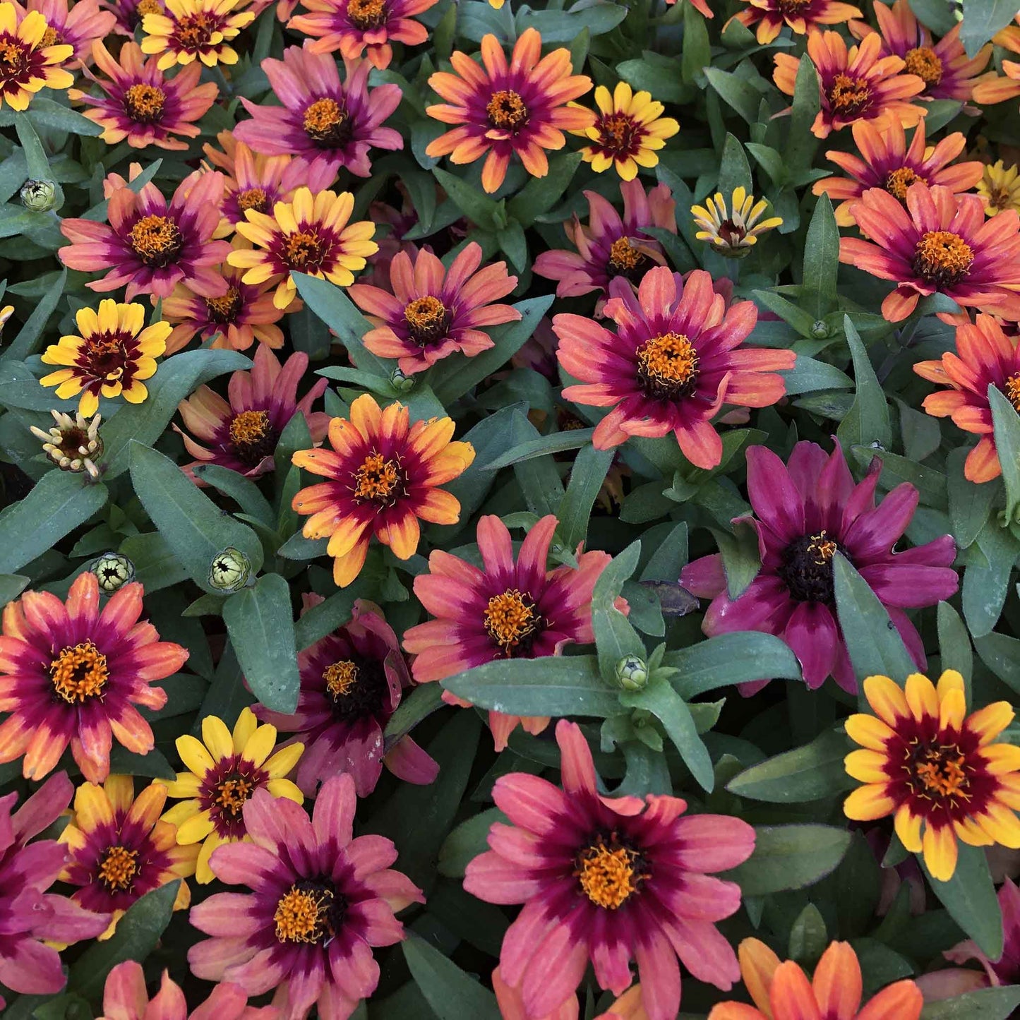 Zinnia Seeds - Profusion Red-Yellow Bicolor