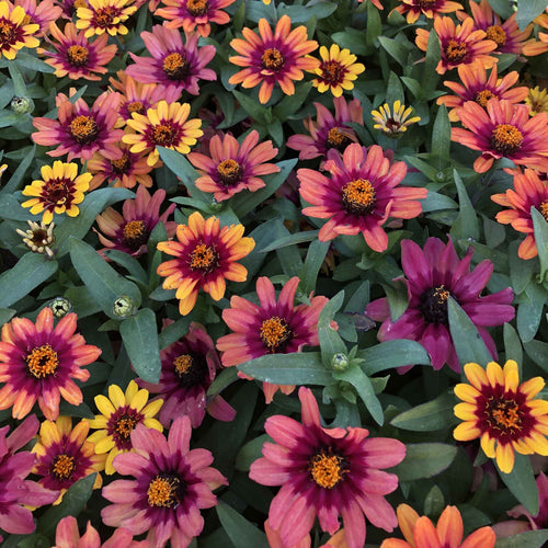 Zinnia Seeds - Profusion Red-Yellow Bicolor