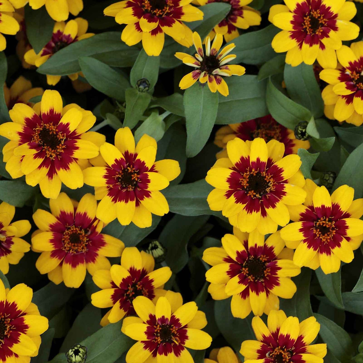 Zinnia Seeds - Profusion Red-Yellow Bicolor