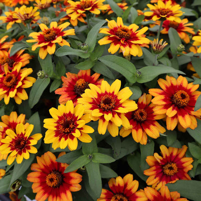 Zinnia Seeds - Profusion Red-Yellow Bicolor