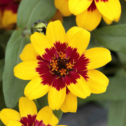 Zinnia Seeds - Profusion Red-Yellow Bicolor