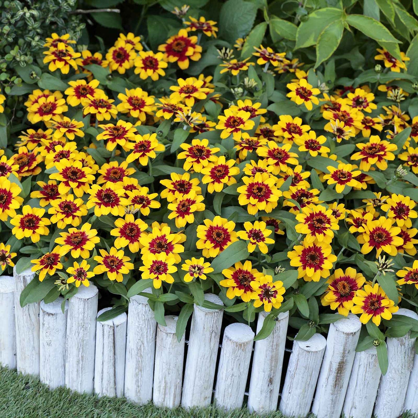 Zinnia Seeds - Profusion Red-Yellow Bicolor