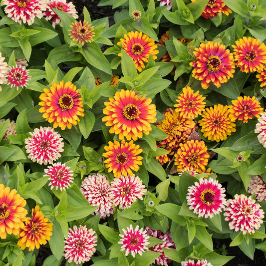 Zinnia Seeds -  Swizzle Mix