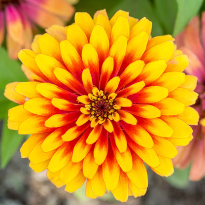 Zinnia Seeds - Swizzle Scarlet & Yellow