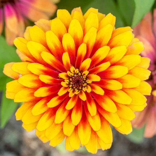 Zinnia Seeds - Swizzle Scarlet & Yellow