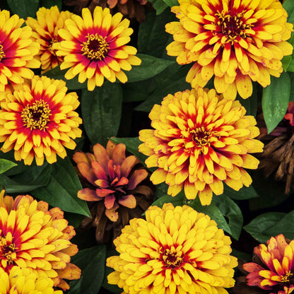 Zinnia Seeds - Swizzle Scarlet & Yellow